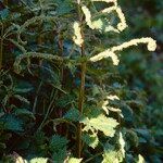 Urtica membranacea Flower