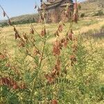 Vicia benghalensis Fruto