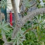 Euphorbia piscatoria Corteza
