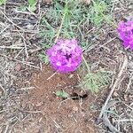 Verbena bipinnatifida Cvet