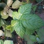 Rubus pruinosusLapas