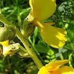 Verbascum phlomoides പുഷ്പം