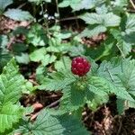 Rubus arcticus Fruit