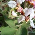Banisteriopsis muricata 花