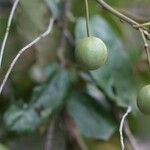 Capparis quiniflora Fruto