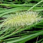 Cenchrus longisetus Fruit