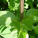 Scrophularia auriculata Leaf