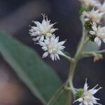 Gymnanthemum amygdalinum Blüte