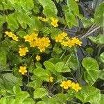 Caltha palustris Çiçek