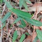 Smilax auriculata Folio