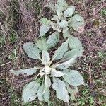 Verbascum boerhavii 葉