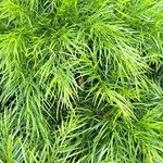 Acacia cognata Fuelha