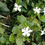 Vinca difformisЦвят