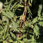 Mimosa platycarpa Ліст