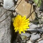 Sonchus bulbosus Kvet