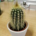 Pilosocereus chrysostele Hoja