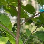 Pterostyrax hispidus Cortiza