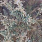 Atriplex glauca Цветок