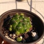 Gymnocalycium anisitsii Ліст