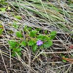 Geranium potentillifolium Ліст