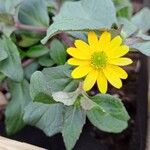 Sanvitalia procumbens Flower