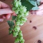 Humulus lupulus花