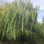 Salix × pendulina অভ্যাস