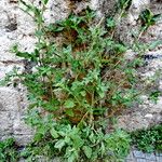 Amaranthus deflexus Hábito