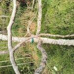 Ficus carica Cortiza