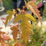 Acer × freemanii পাতা