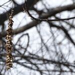 Pterocarya fraxinifolia Fruit