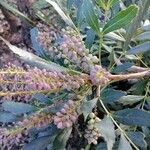 Mahonia fortunei Leaf