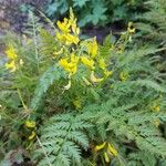 Corydalis cheilanthifolia Blomma