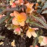 Begonia boliviensis Virág