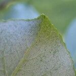 Salix myrsinifolia पत्ता