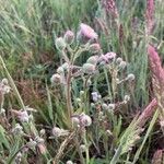 Erigeron acris Habitus