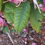 Rhododendron orbiculareLehti