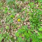 Trifolium patens Fleur