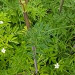 Angelica atropurpurea Hoja