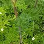 Angelica atropurpurea Leaf