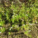Cyanthillium cinereum Hábito