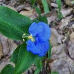 Commelina erectaKvet