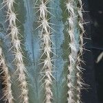 Pilosocereus alensis Hoja