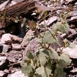 Senecio flavus Natur