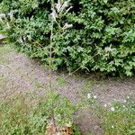 Silene italica Pokrój