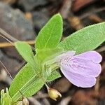 Justicia heterocarpa Bloem