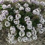 Lobularia maritimaFlor