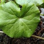 Caltha palustris পাতা