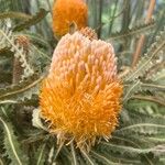 Banksia prionotes Bloem