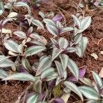 Tradescantia zebrina Liść